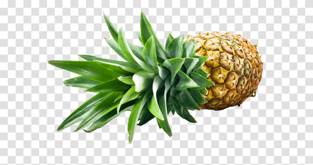 Pineapple Golden Sweet Md2 Ci Coindex Sa Fruits Of Ananas, Plant, Food Transparent Png