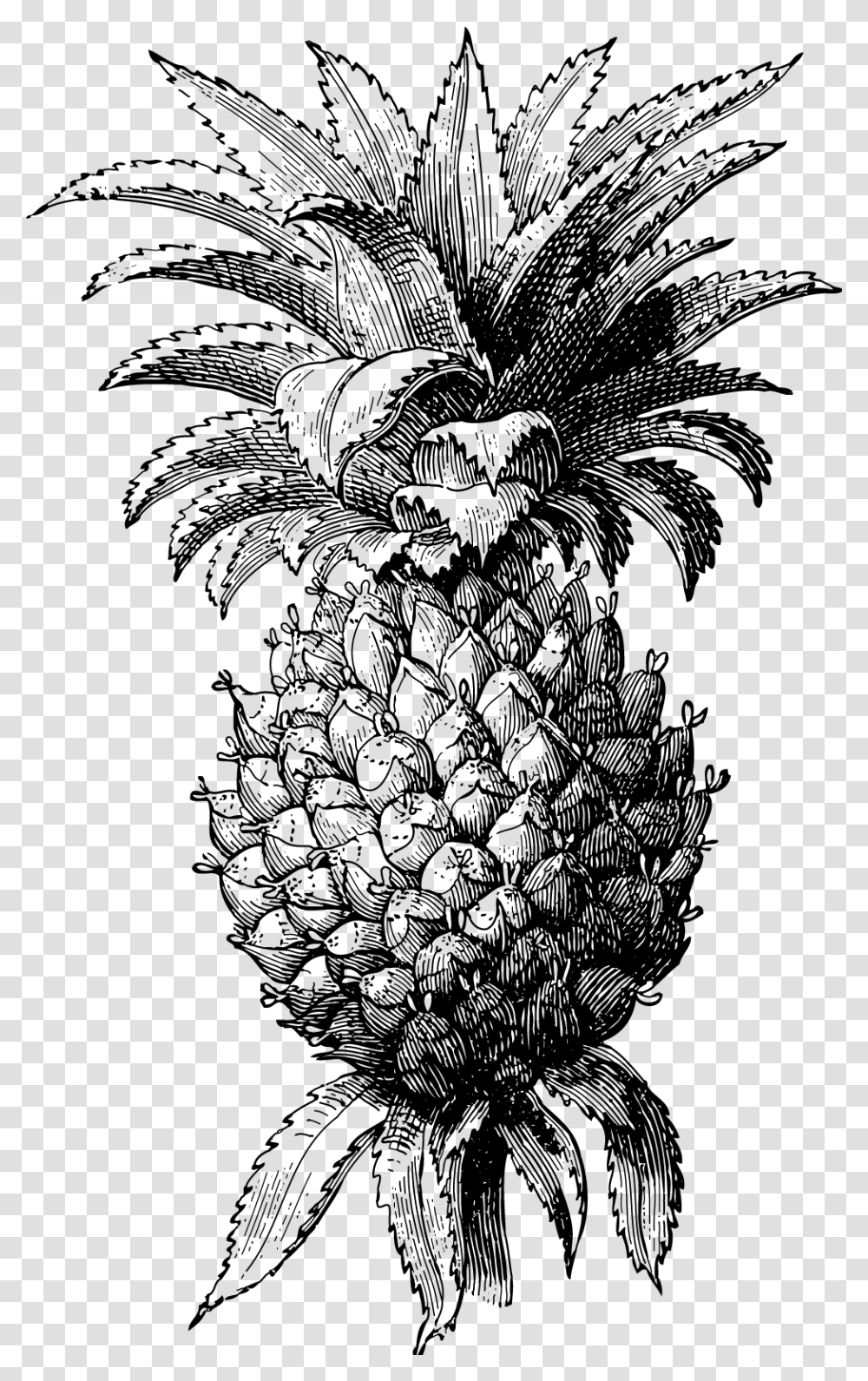 Pineapple, Gray, World Of Warcraft Transparent Png