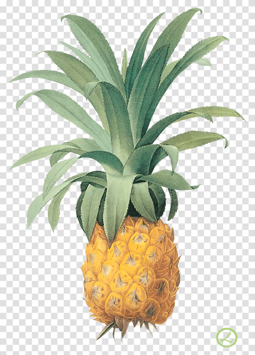 Pineapple Image Free Download Vintage Pineapple Botanical, Plant, Fruit, Food Transparent Png