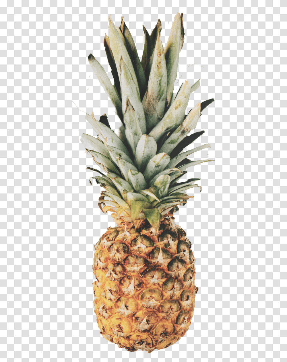 Pineapple Image Pineapple Wallpaper Quotes, Fruit, Plant, Food Transparent Png