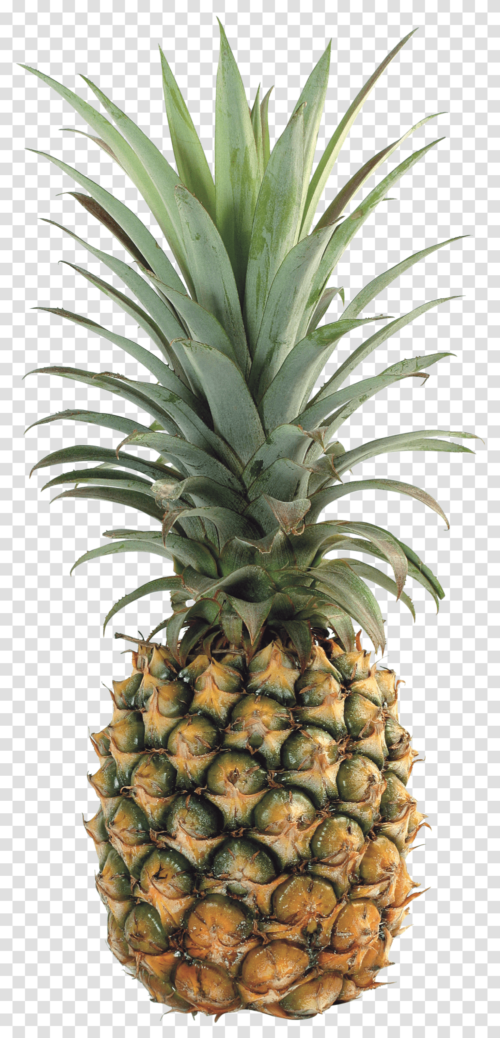 Pineapple Images Collected For Free Download Ananas Transparent Png