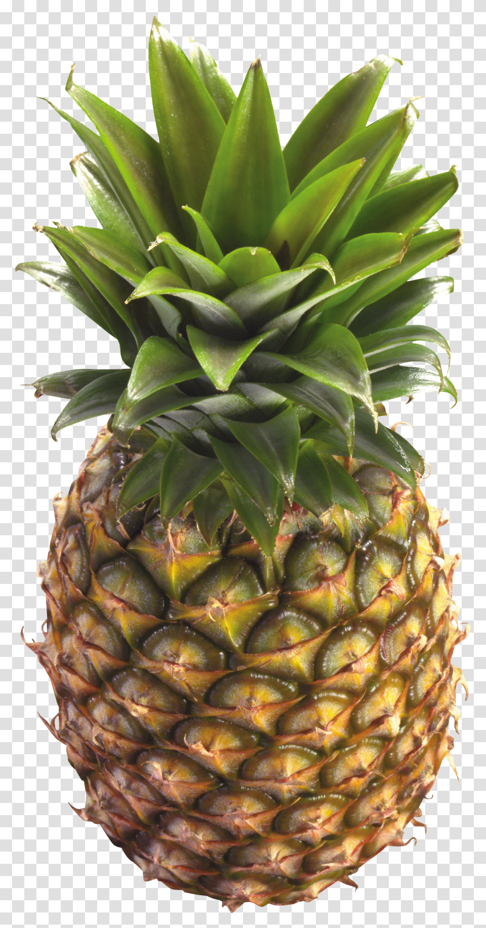 Pineapple Images Free Pictures Download Pineapple With No Background Transparent Png