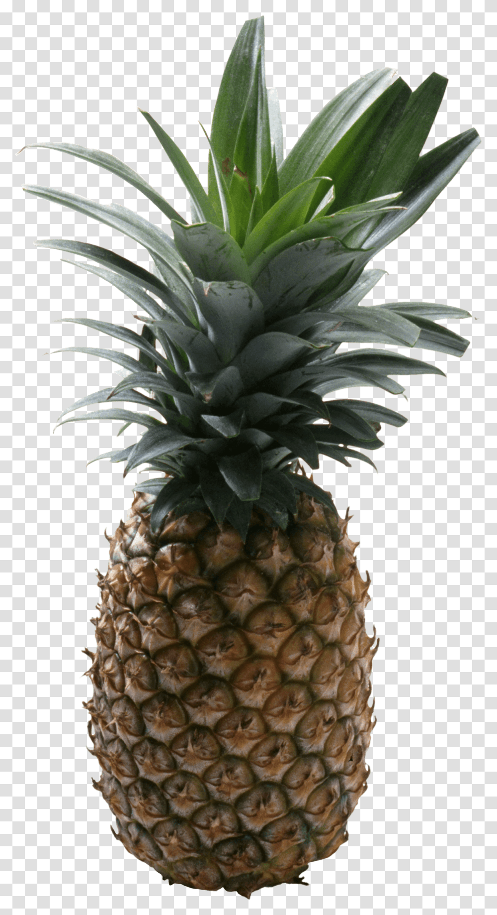 Pineapple No Background Pineapple With No Background, Fruit, Plant Transparent Png