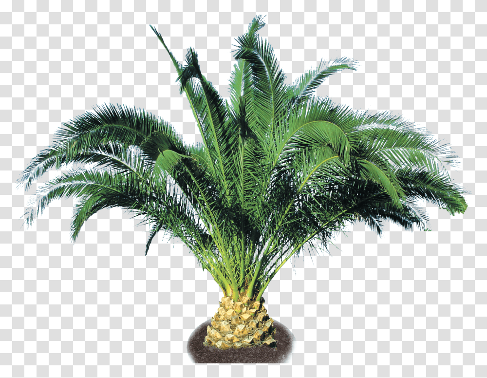 Pineapple Palm Pineapple Trees Full Size Palm Trees, Plant, Arecaceae, Fern, Annonaceae Transparent Png