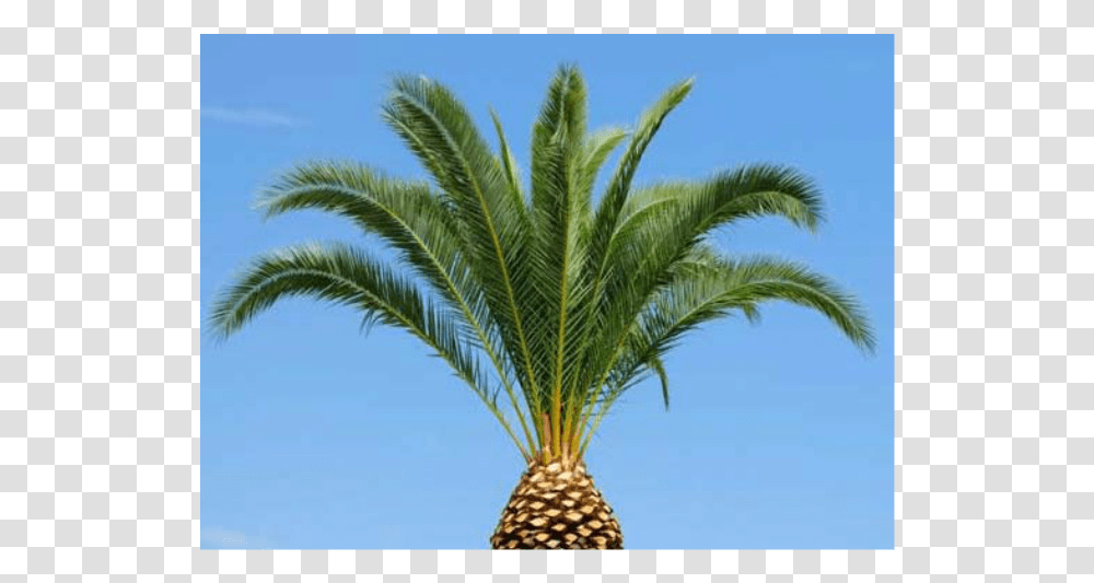 Pineapple Palm Tree Trimming, Plant, Arecaceae Transparent Png