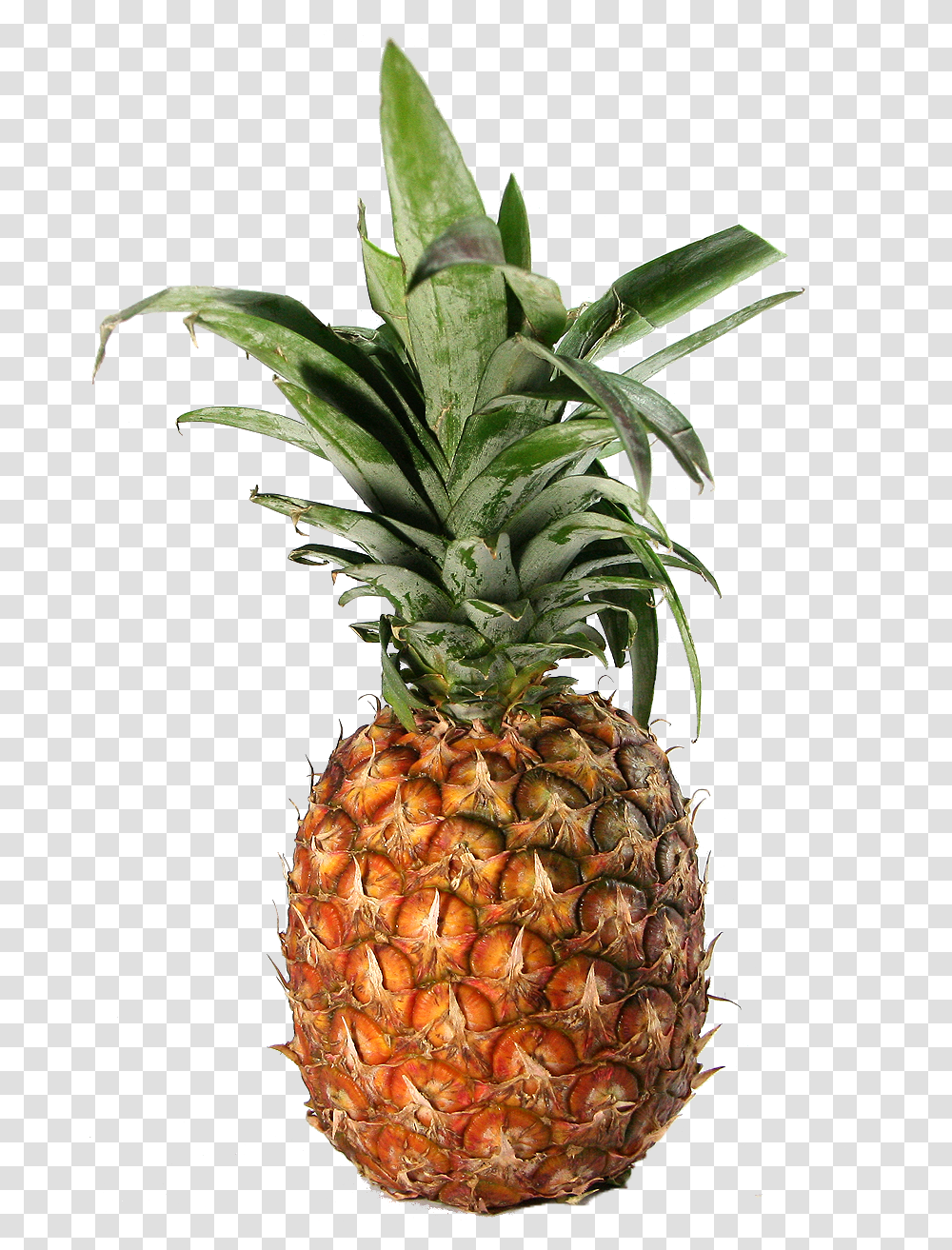 Pineapple Pineapple, Plant, Fruit, Food Transparent Png