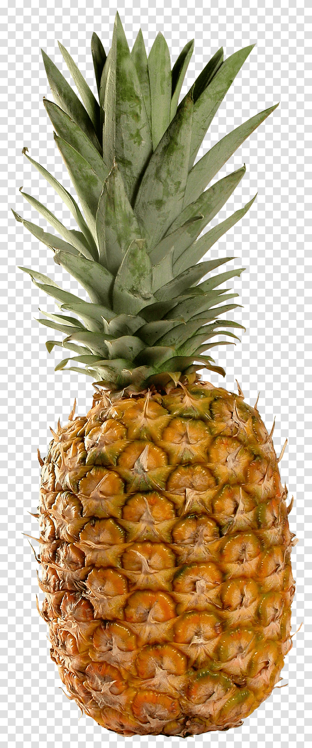 Pineapple Pineapple Transparent Png