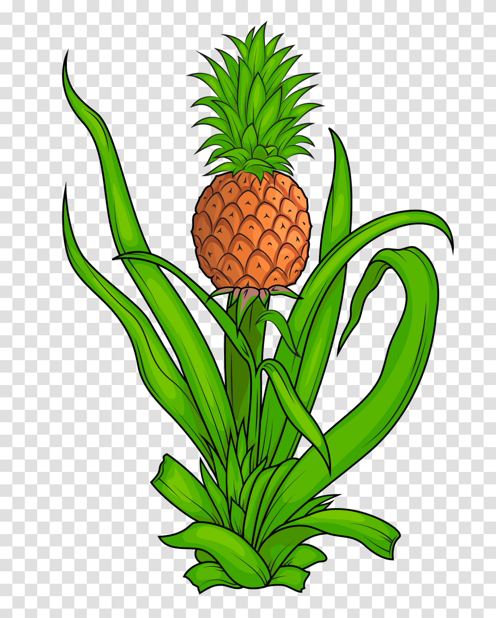 Pineapple Plant Clipart Pineapple Plant Clipart, Fruit, Food, Banana Transparent Png