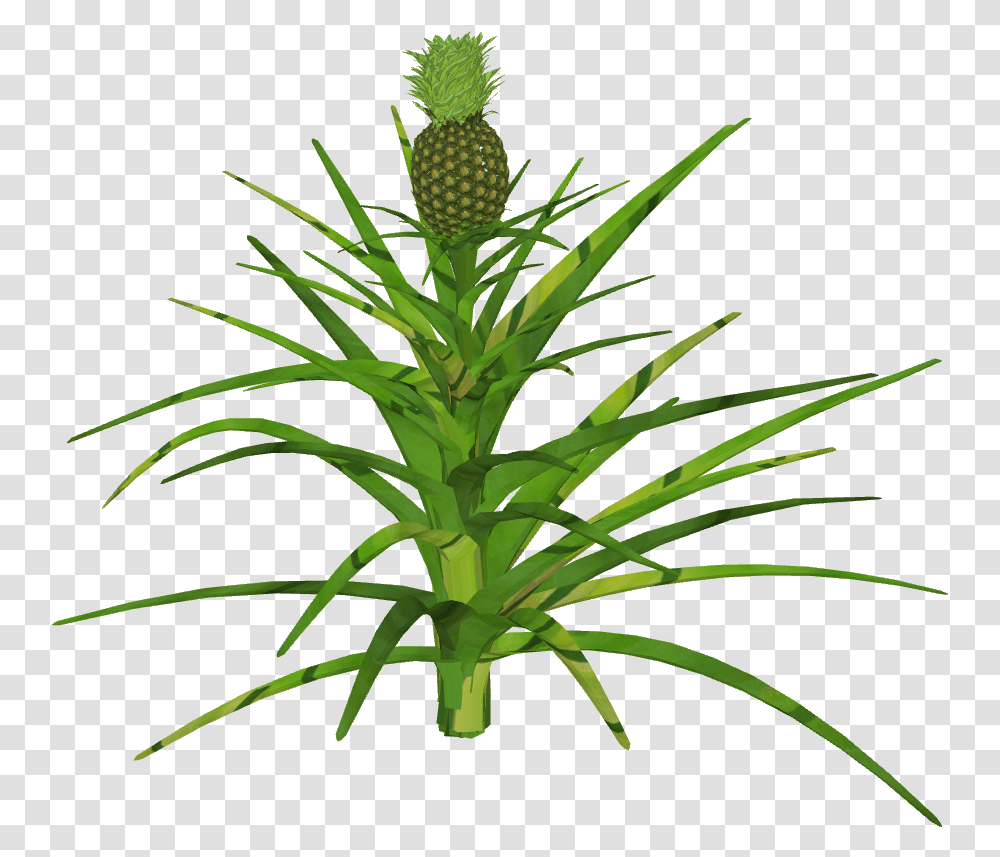 Pineapple, Plant, Fruit, Food Transparent Png