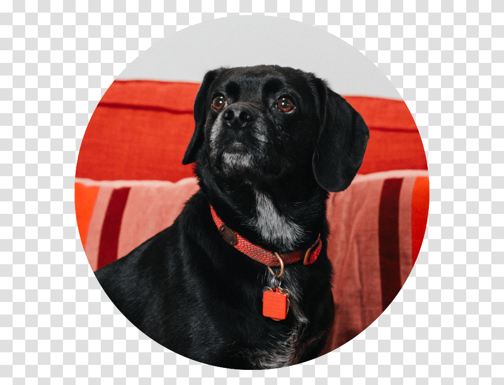 Pineapple Street Media Headshots, Dog, Pet, Canine, Animal Transparent Png