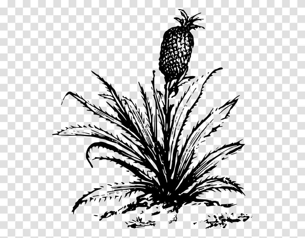 Pineapple Tree Clipart Black And White, Gray, World Of Warcraft Transparent Png