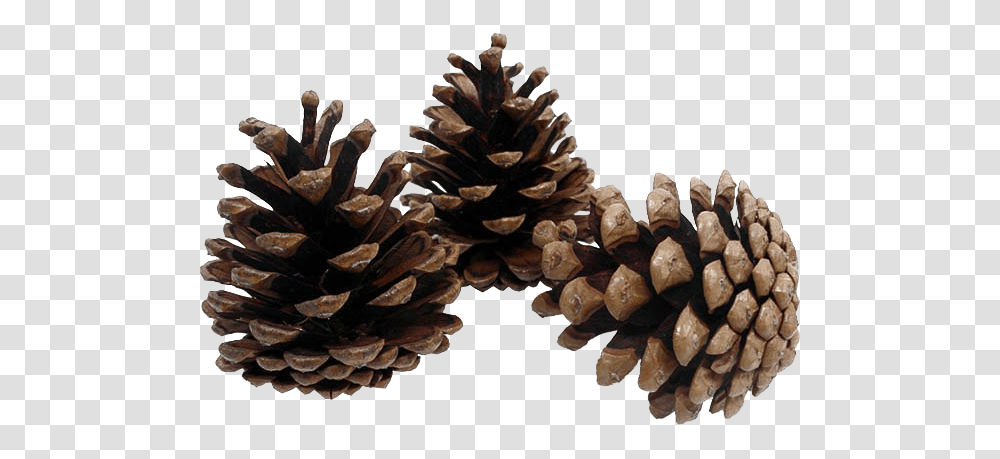 Pinecone Background Image Pine Cones Background, Tree, Plant, Conifer, Larch Transparent Png