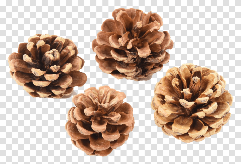 Pinecone Background Mart Mexican Pinyon, Plant, Fungus, Mushroom, Nut Transparent Png
