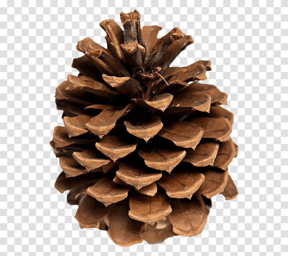 Pinecone Background Pine Cones, Fungus, Incense, Plant, Tree Transparent Png