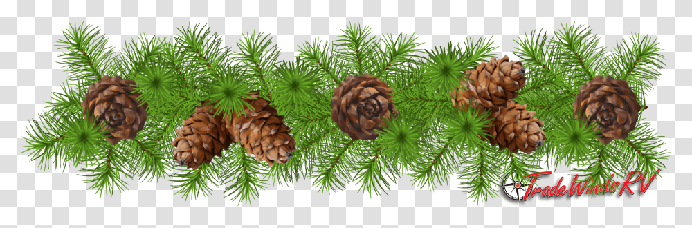 Pinecone Clipart Greens Pinecone Garland Clipart, Tree, Plant, Conifer, Larch Transparent Png