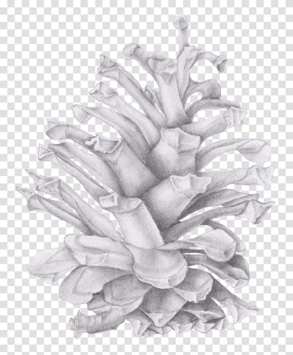 Pinecone Drawing Of A Pinecone, Sketch, Plant, Rose Transparent Png