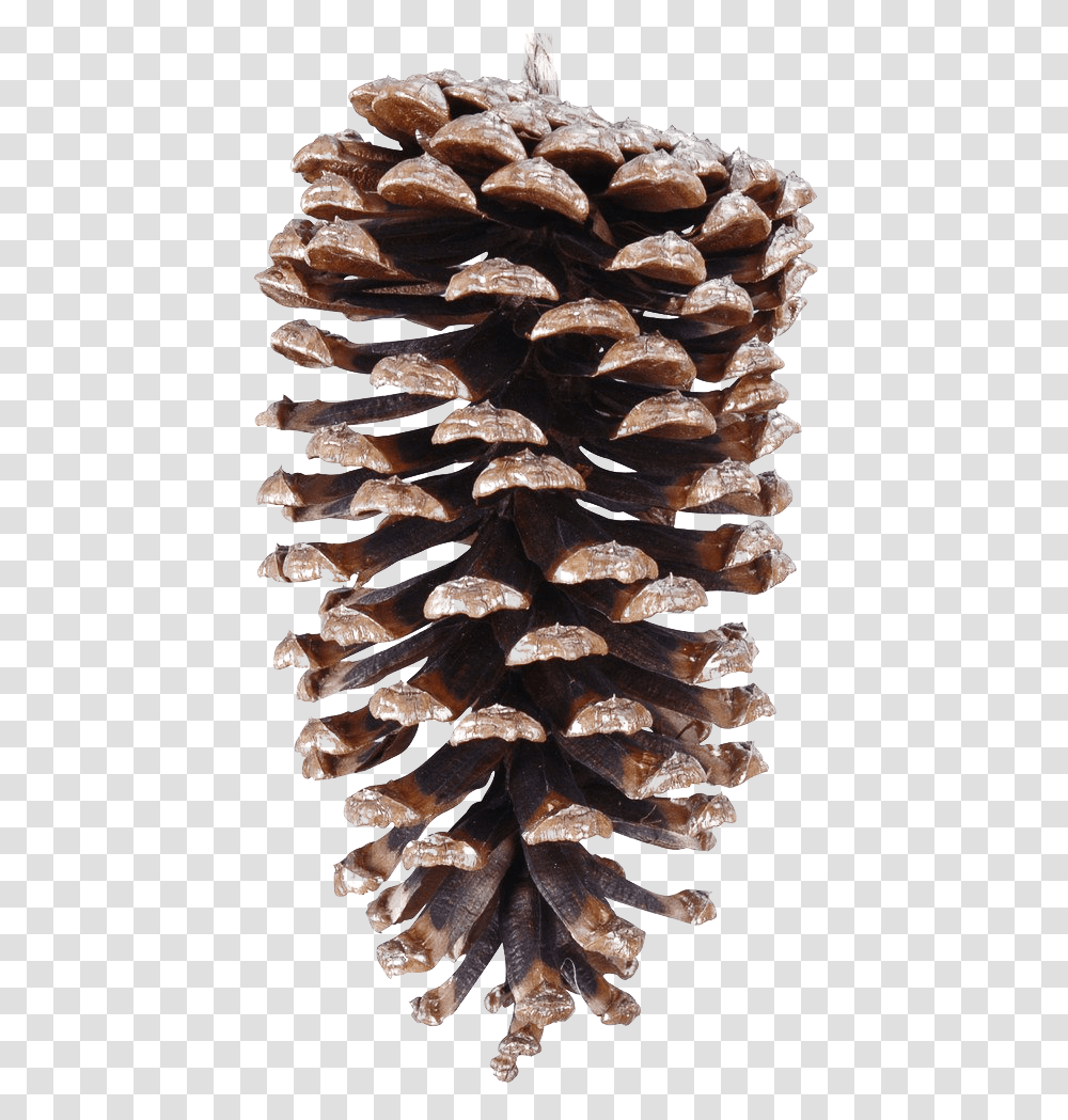 Pinecone File Conifer Cone, Fungus, Plant, Mushroom, Agaric Transparent Png