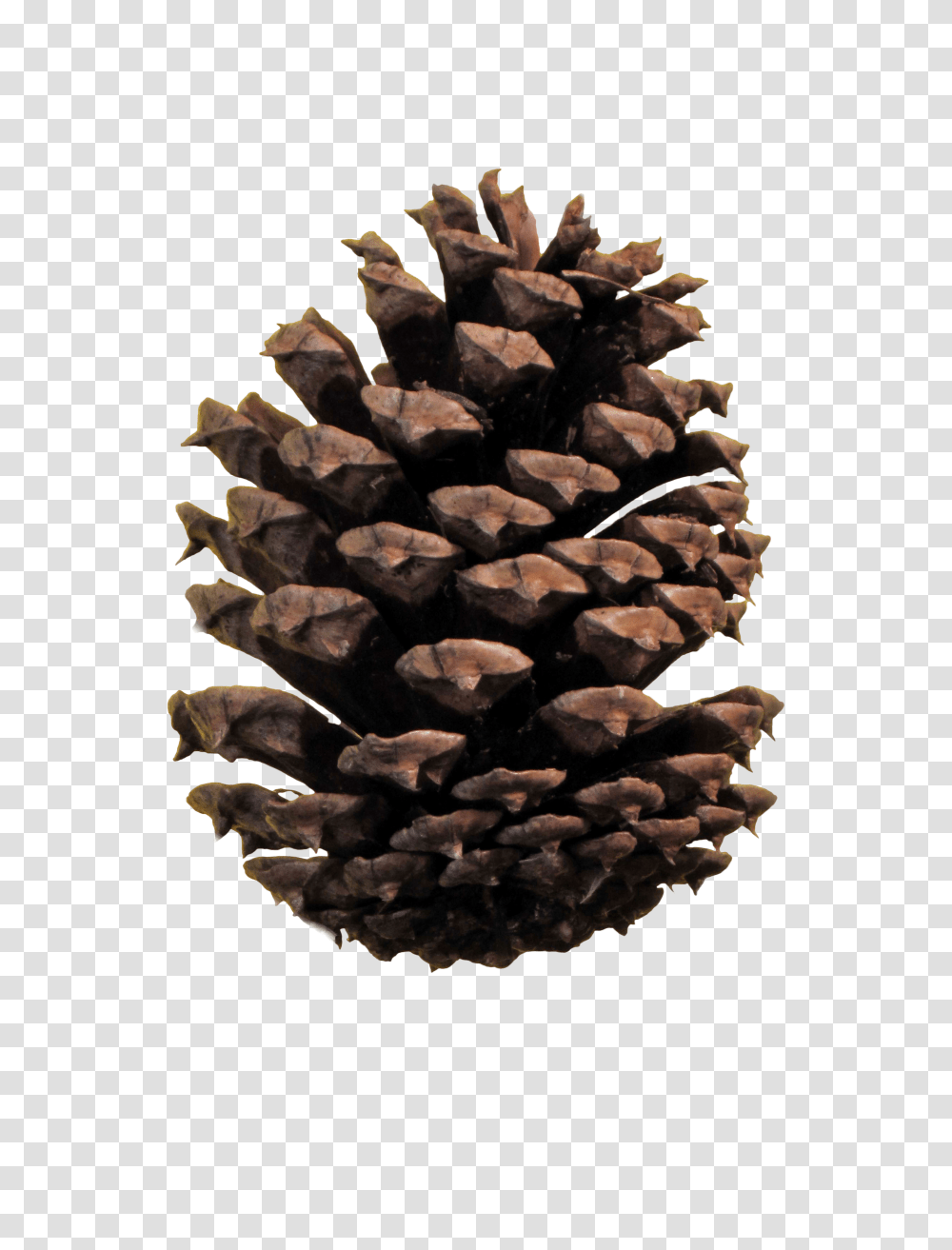 Pinecone Hd Pinecone Hd Images Transparent Png