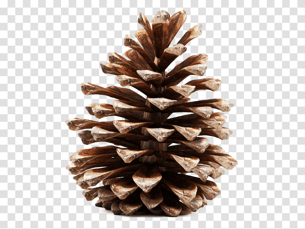 Pinecone Photos Pine Cone 3d Model Free, Tree, Plant, Conifer, Wood Transparent Png