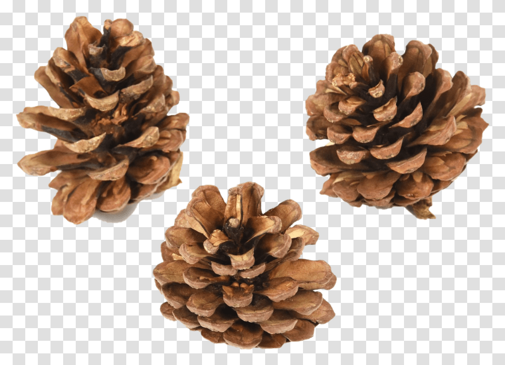 Pinecone Pic Conifer Cone, Plant, Vegetable, Food, Tree Transparent Png