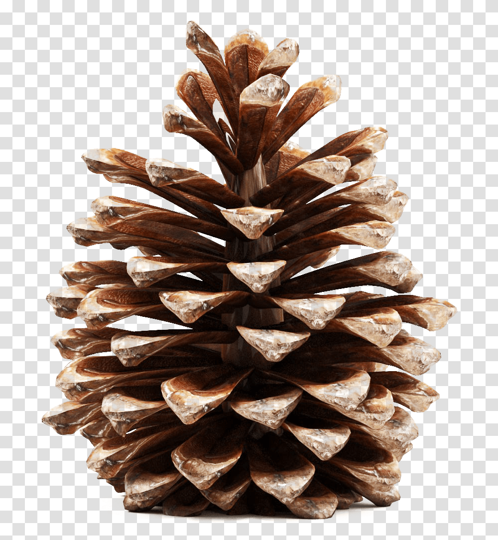Pinecone Picture Pine Cone 3d Model Free, Plant, Tree, Fungus, Conifer Transparent Png