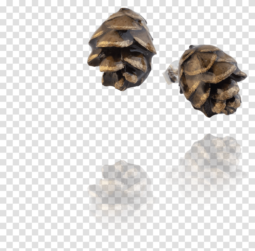 Pinecones Western Yellow Pine Transparent Png