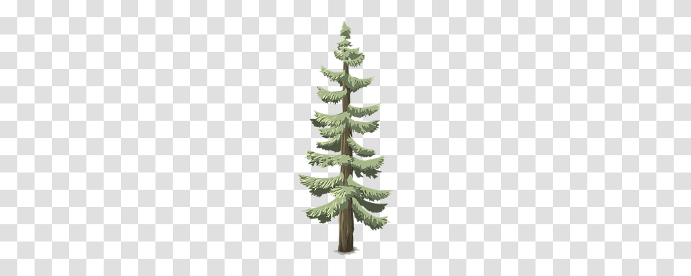 Pines Nature, Plant, Tree, Conifer Transparent Png