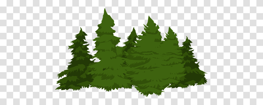 Pines Nature, Tree, Plant, Conifer Transparent Png