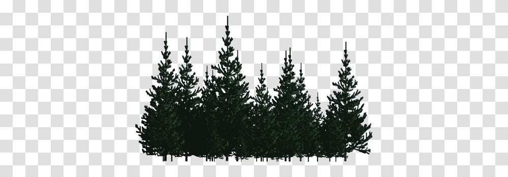 Pines Pines, Tree, Plant, Fir, Conifer Transparent Png