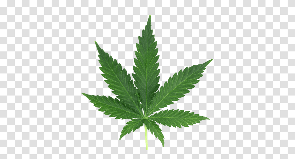 Ping Cannabis, Plant, Hemp, Leaf, Weed Transparent Png
