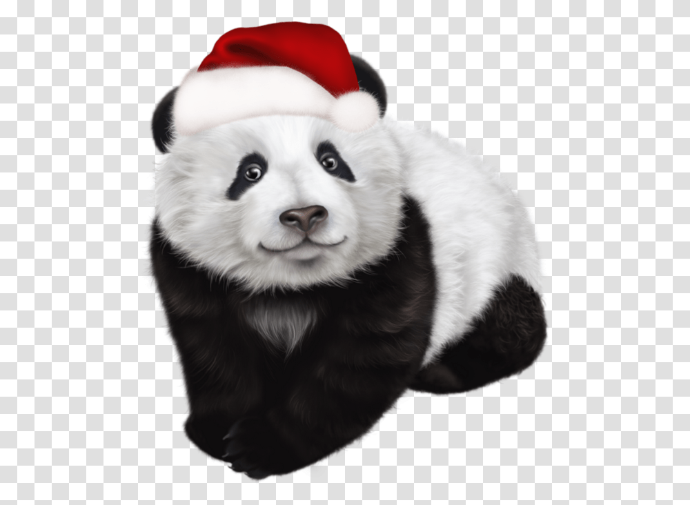 Pingl Par Shannon L Klose Sur Winter Christmas Panda, Giant Panda, Bear, Wildlife, Mammal Transparent Png