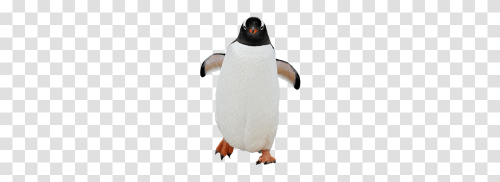 Pinguin, Animals, Bird, Penguin, Person Transparent Png