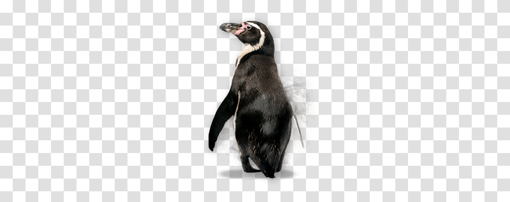 Pinguin, Animals, Penguin, Bird, King Penguin Transparent Png