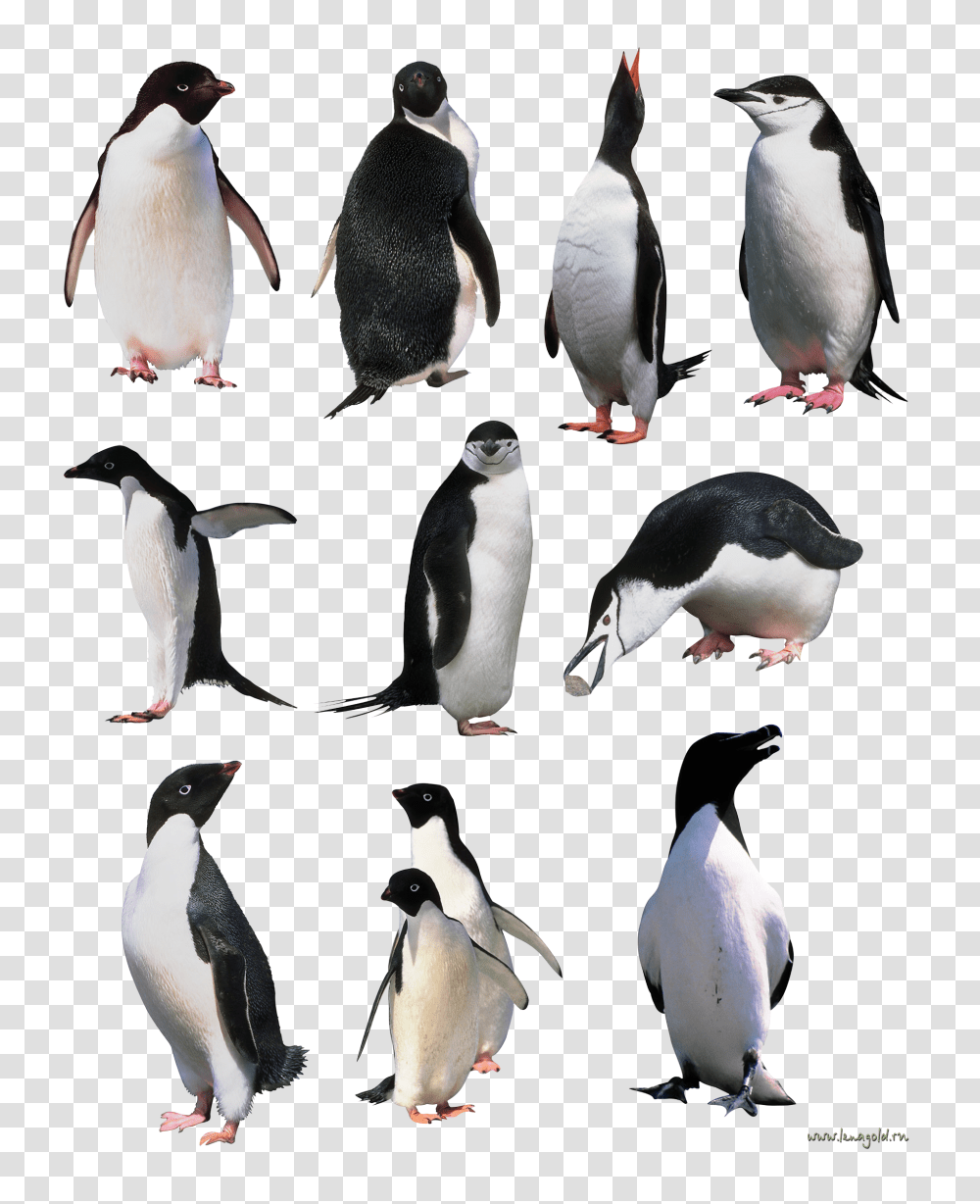 Pinguin, Animals, Penguin, Bird, King Penguin Transparent Png