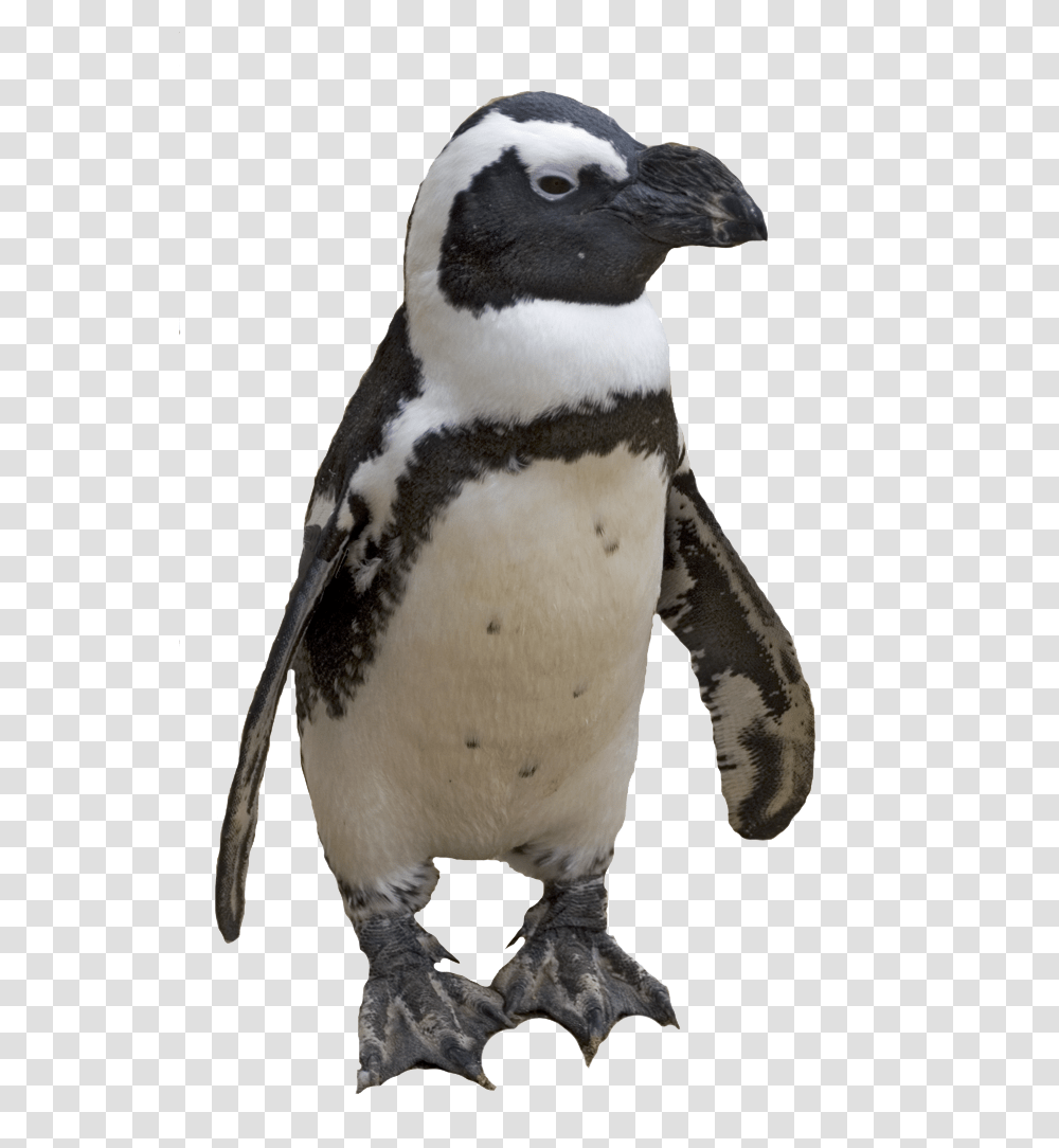 Pinguin, Animals, Penguin, Bird, King Penguin Transparent Png