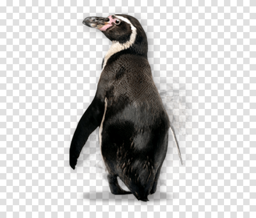 Pinguin Free Download Galapagos Penguin Background, Bird, Animal, King Penguin Transparent Png