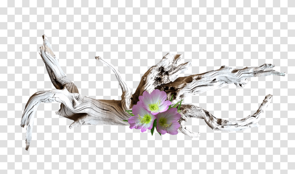 Pink 960, Flower, Wood, Plant, Bird Transparent Png