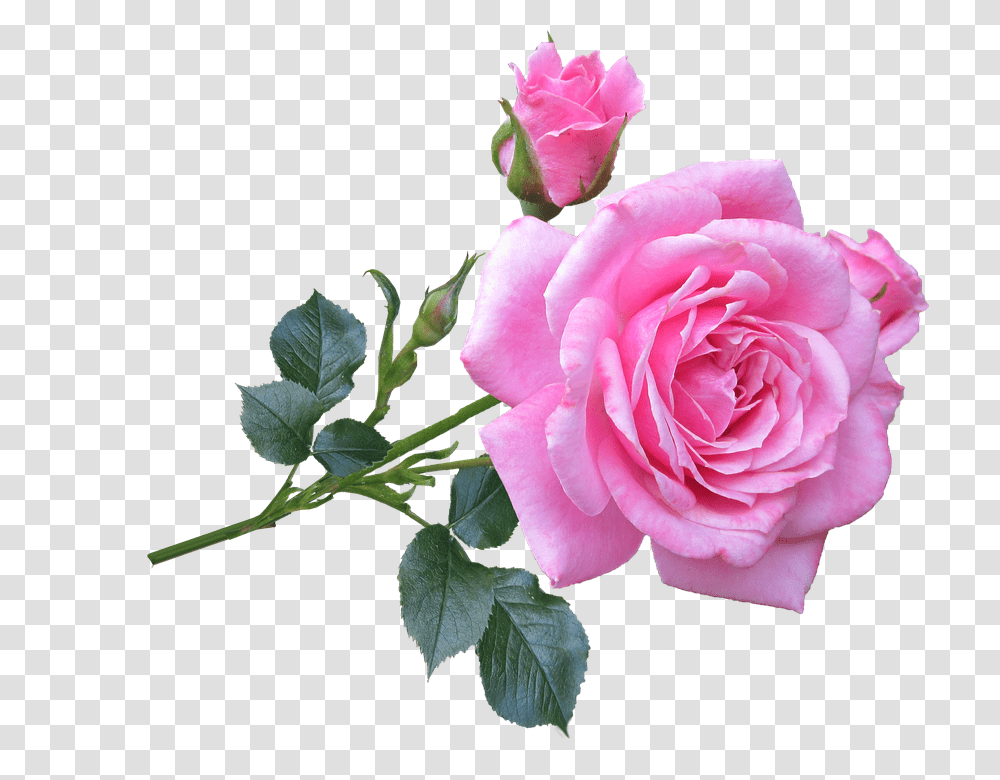 Pink 960, Flower, Rose, Plant, Blossom Transparent Png