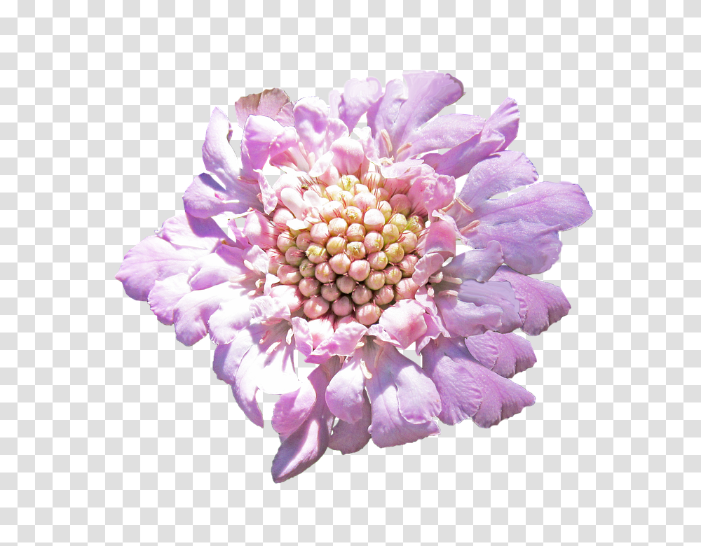 Pink 960, Flower, Plant, Blossom, Dahlia Transparent Png