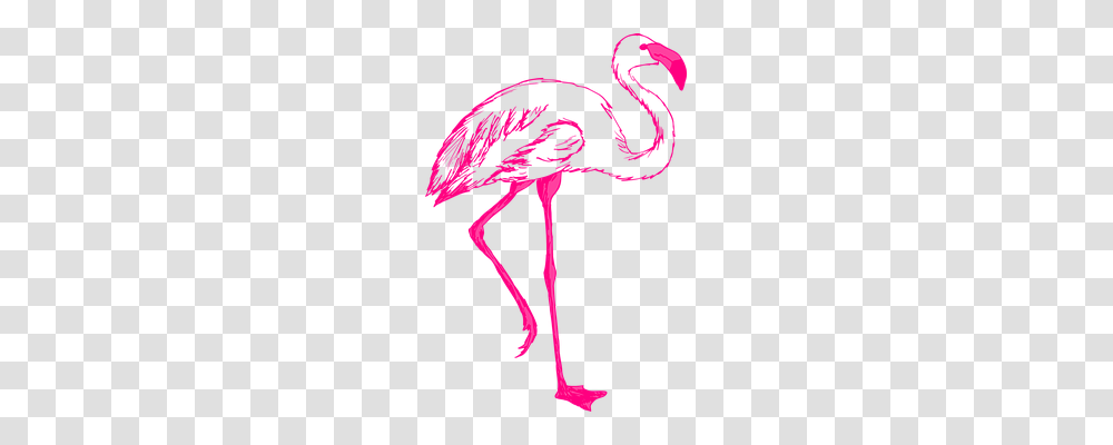 Pink Animals, Bird, Flamingo, Waterfowl Transparent Png