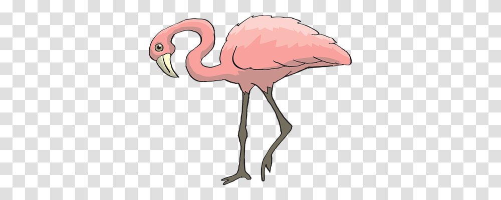 Pink Animals, Flamingo, Bird, Sunglasses Transparent Png