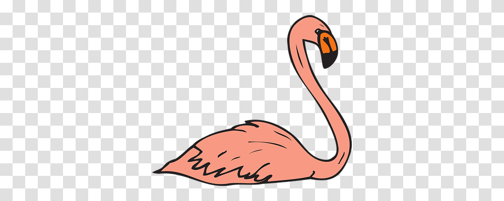 Pink Animals, Bird, Flamingo, Beak Transparent Png