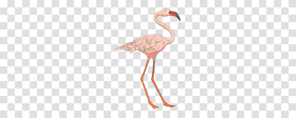Pink Animals, Bird, Flamingo, Crane Bird Transparent Png