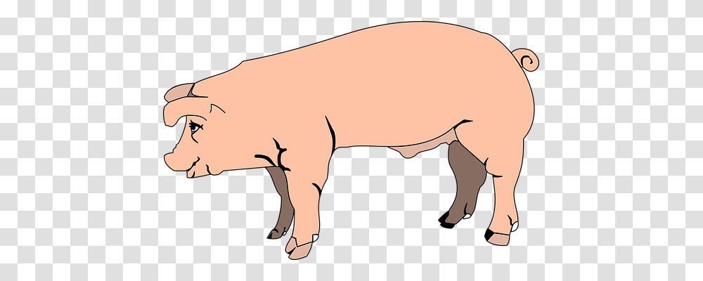 Pink Animals, Pig, Mammal, Hog Transparent Png