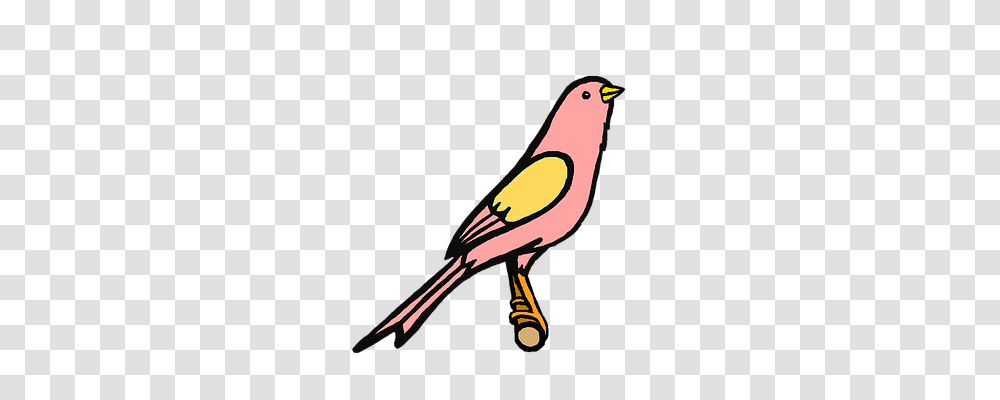 Pink Nature, Bird, Animal, Dove Transparent Png