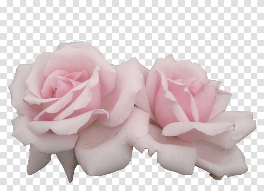 Pink Aesthetic Flowers, Rose, Plant, Blossom, Petal Transparent Png
