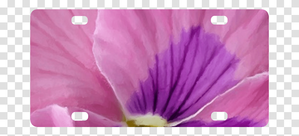 Pink And Purple Pansy Classic License Plate Petunia, Plant, Geranium, Flower, Blossom Transparent Png