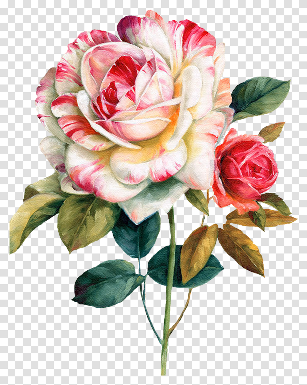 Pink And Red Roses Flower Watercolor Painting Floral, Plant, Blossom, Petal, Flower Arrangement Transparent Png