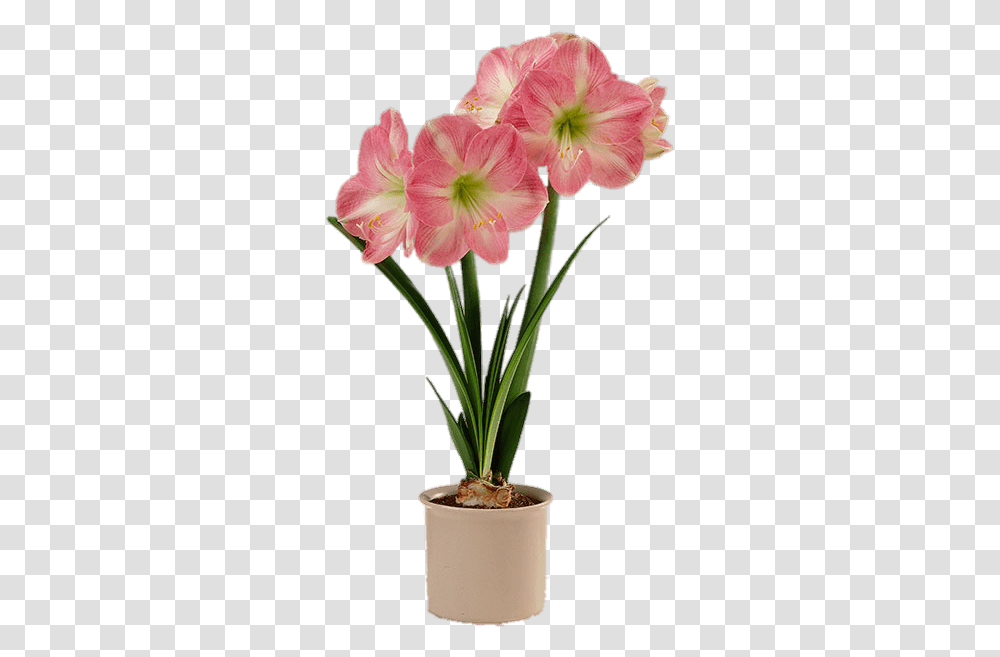 Pink And White Amaryllis In Flower Pot Artificial Flower Pot, Plant, Blossom, Amaryllidaceae, Geranium Transparent Png