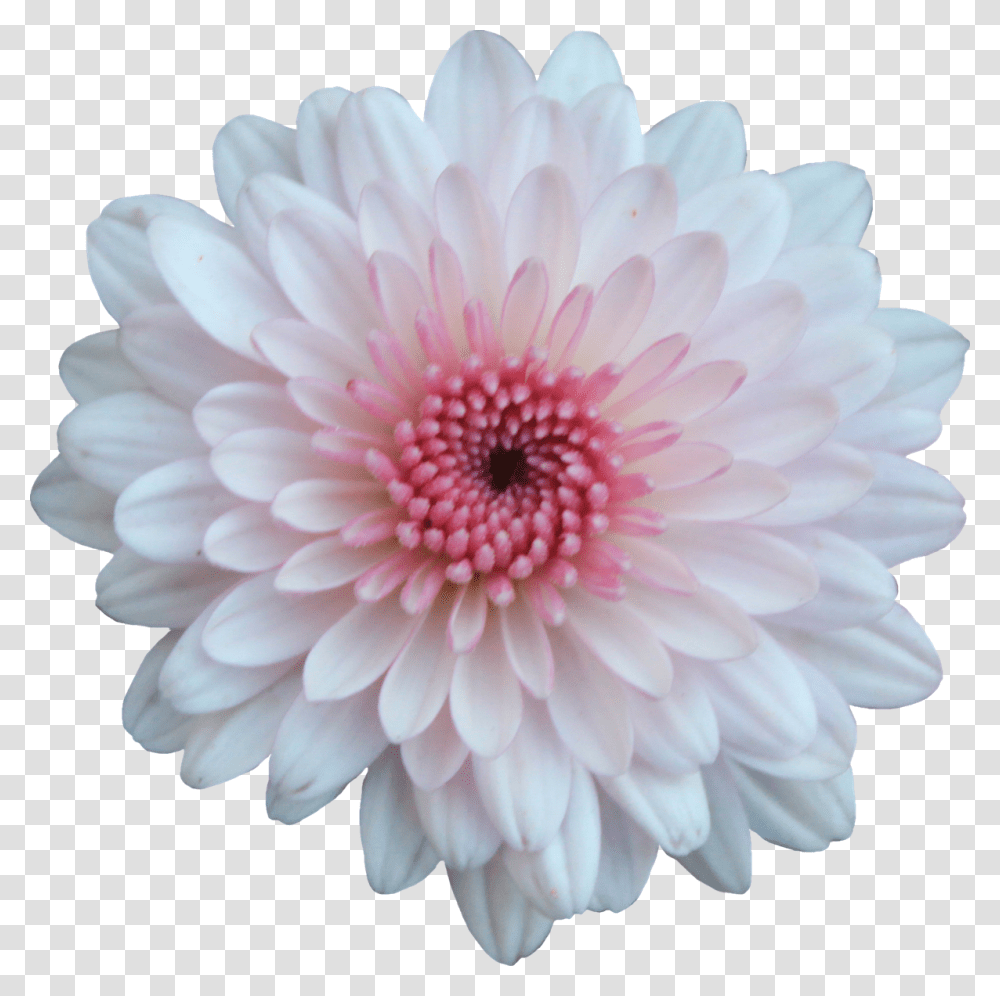 Pink And White Flowers 1 Image Pink And White Flower, Plant, Dahlia, Blossom, Daisy Transparent Png